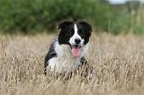 BORDER COLLIE 766